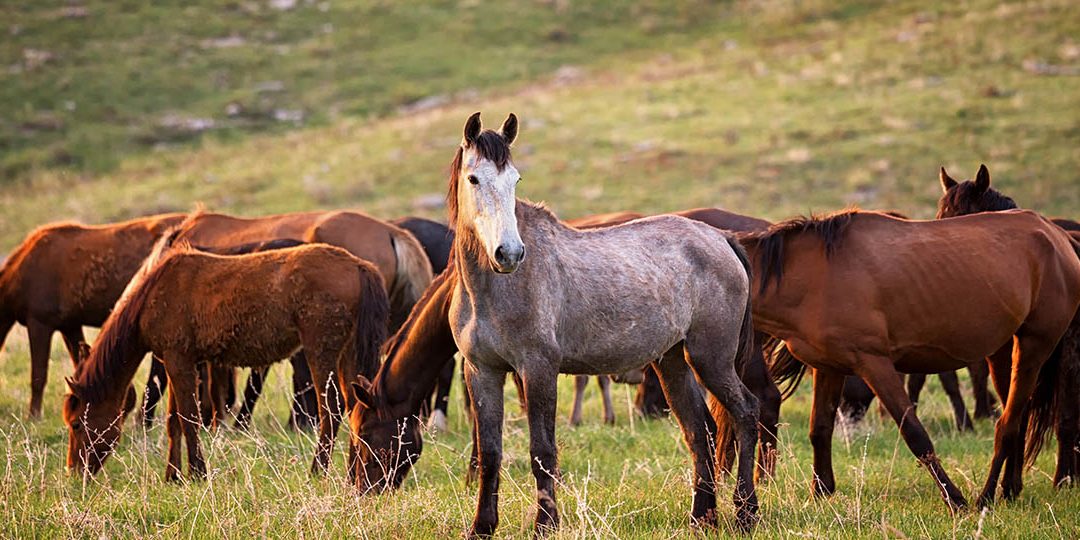 herd of wild horses