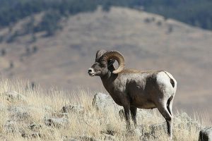 Bighorn Sheep Center in Dubois WY is a great attraction near Windhaven RV Resort Bighorn Sheep Center in Dubois WY is a great attraction near Windhaven RV Resort