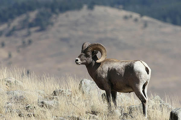 National Bighorn Sheep Center & RV Camping Near Dubois 2 National Bighorn Sheep Center in Dubois, Wyoming