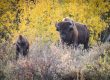 Bison in the Grand Tetons National Park a day trip from Windhaven RV Resort in Dubois WY