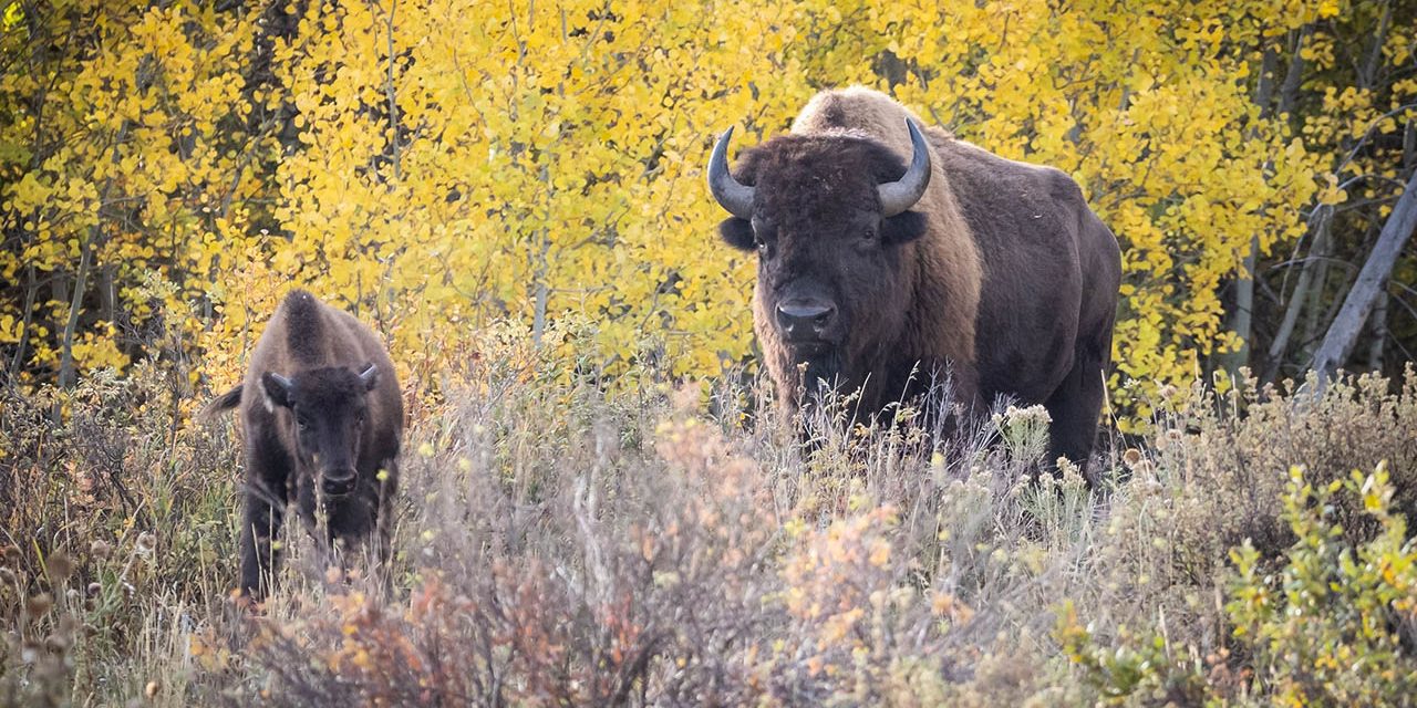 Bison in the Grand Tetons National Park a day trip from Windhaven RV Resort in Dubois WY