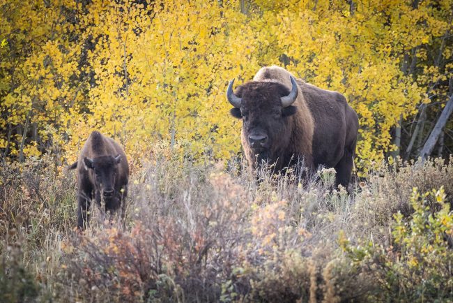 Bison in the Grand Tetons National Park a day trip from Windhaven RV Resort in Dubois WY Bison in the Grand Tetons National Park a day trip from Windhaven RV Resort in Dubois WY