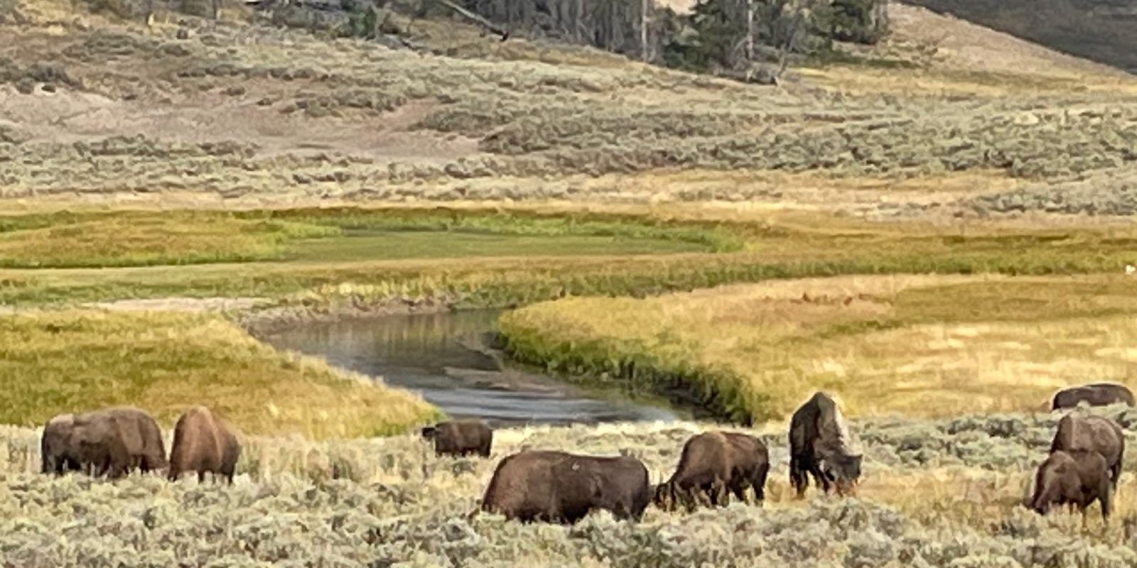 Bison herd grazing in Yellowstone National Park