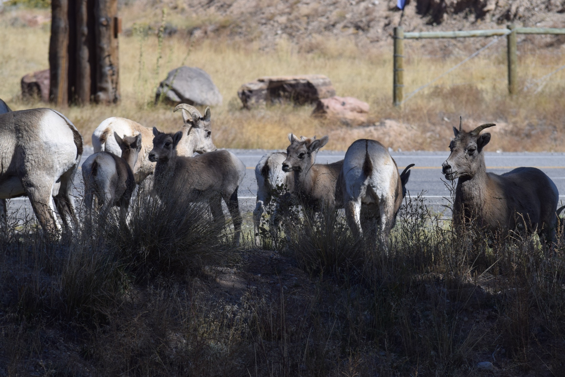 National Bighorn Sheep Center & RV Camping Near Dubois 1 Bighorn sheep herd near Windhaven RV Resort in Dubois, Wyoming
