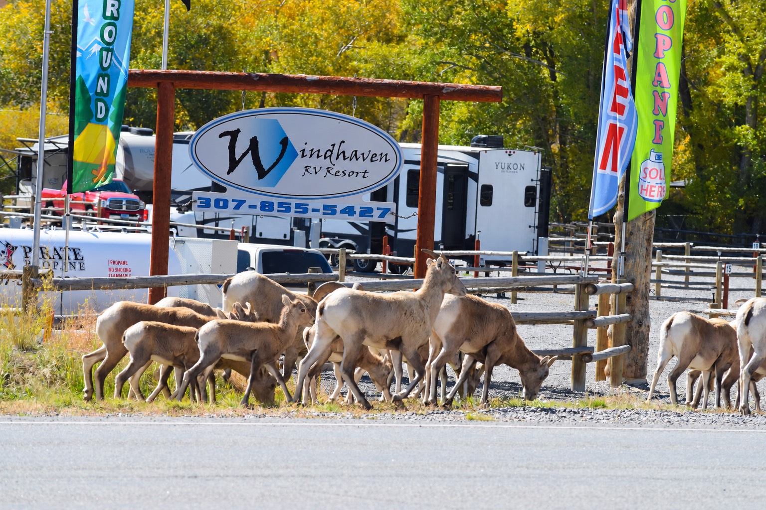 National Bighorn Sheep Center & RV Camping Near Dubois 3 Bighorn sheep herd at the Windhaven RV Resort entrance in Dubois, Wyoming