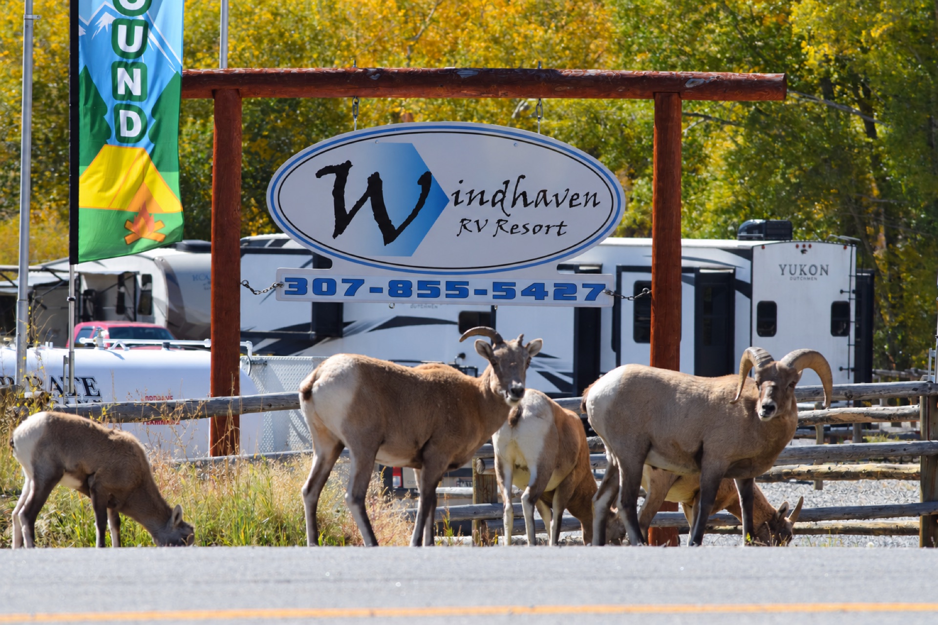 National Bighorn Sheep Center & RV Camping Near Dubois 4 Bighorn sheep beneath the Windhaven RV Resort sign in Dubois, Wyoming