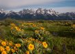 Yellow and purple wildflowers blooming below the Teton Range in Grand Teton National Park