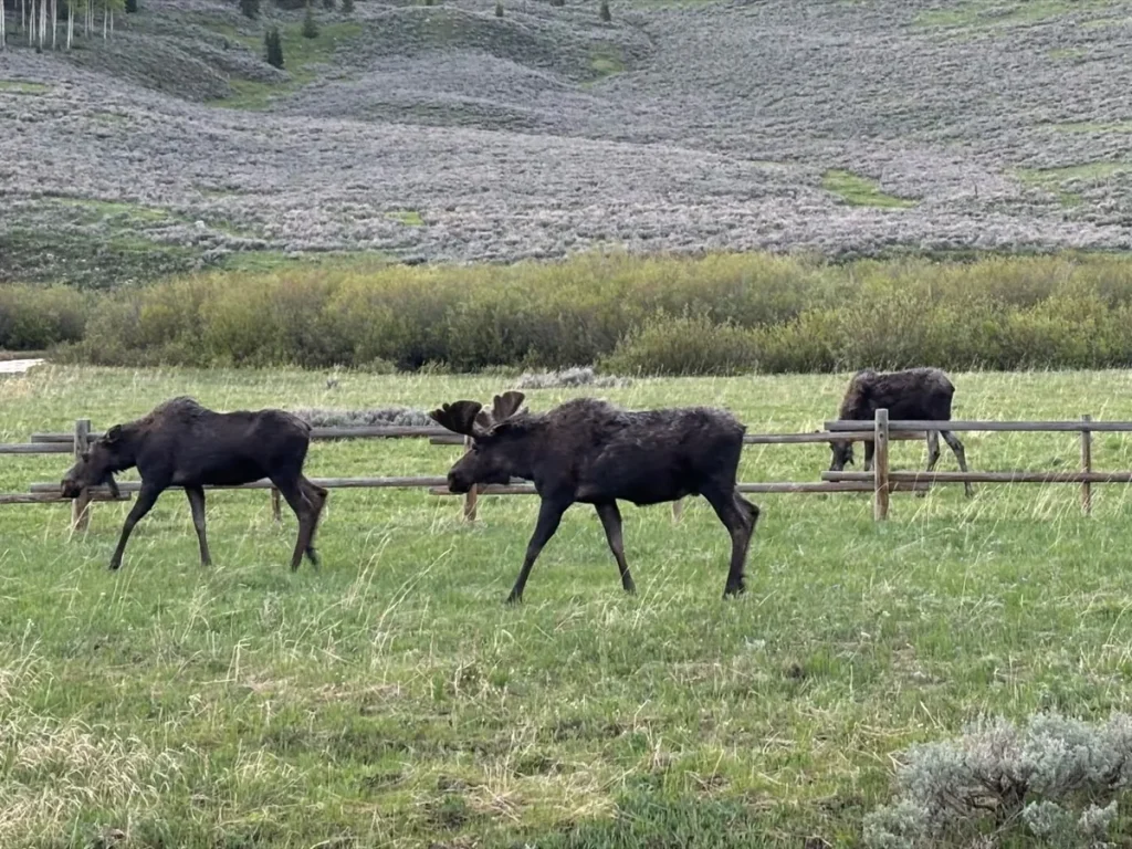 Moose in Wyoming Moose grazing in a Wyoming meadow
