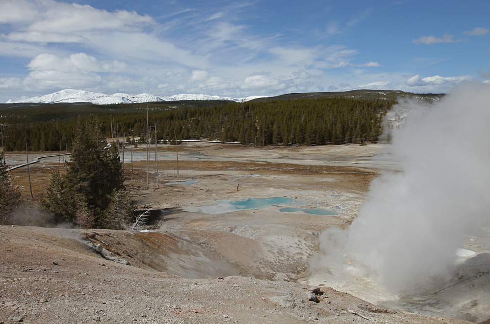 Steam and turquoise thermal pools in Porcelain Basin at Norris Geyser Basin