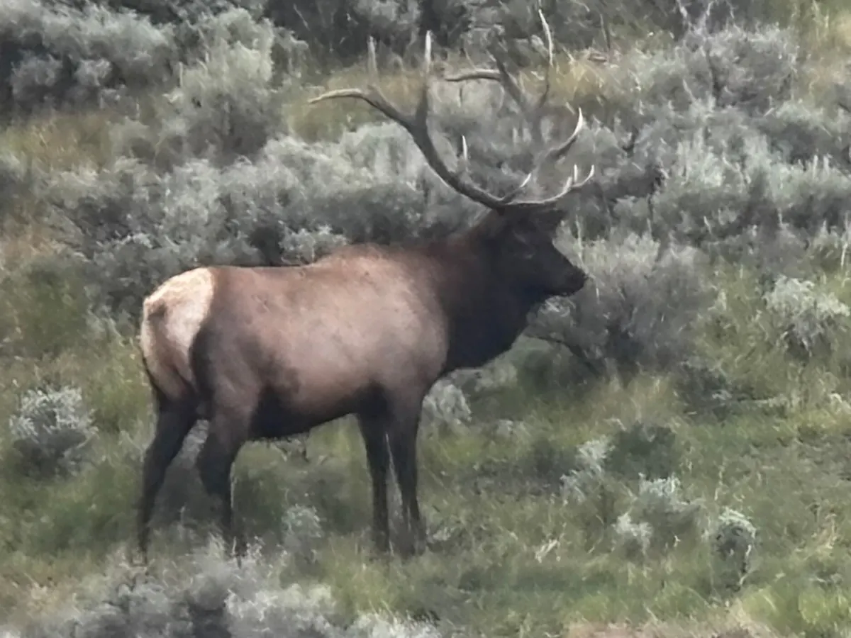 Bull Elk Near Dubois, Wyoming Bull elk standing in sagebrush near Dubois, Wyoming