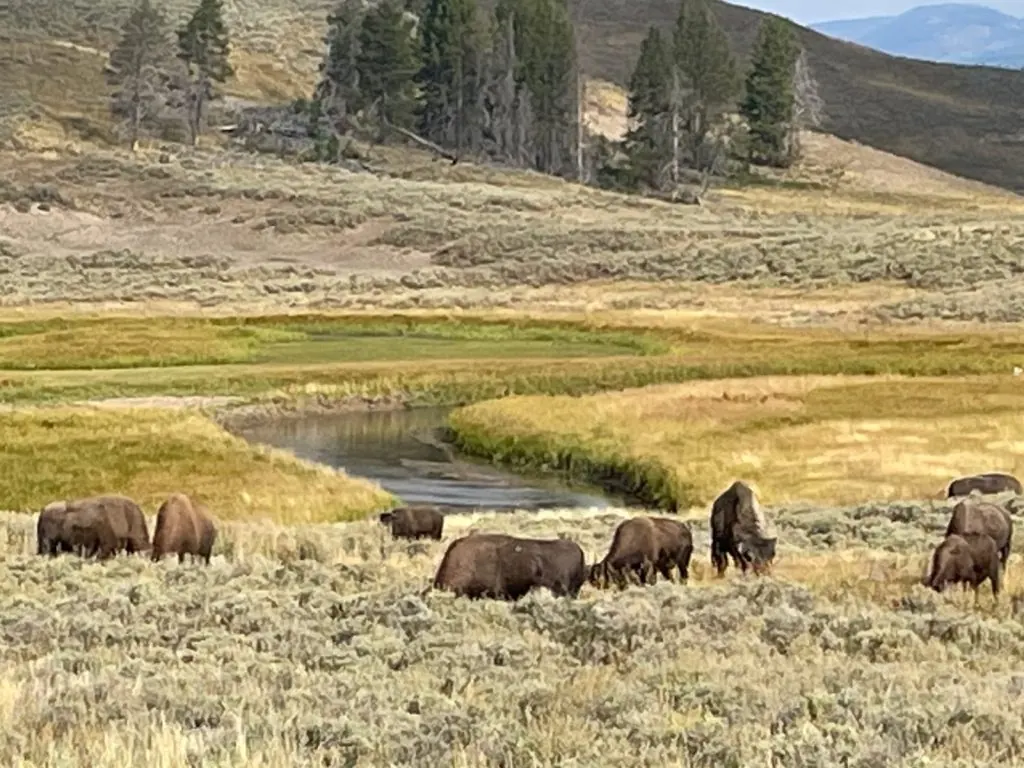 Yellowstone Bison Herd Bison herd grazing in Yellowstone National Park