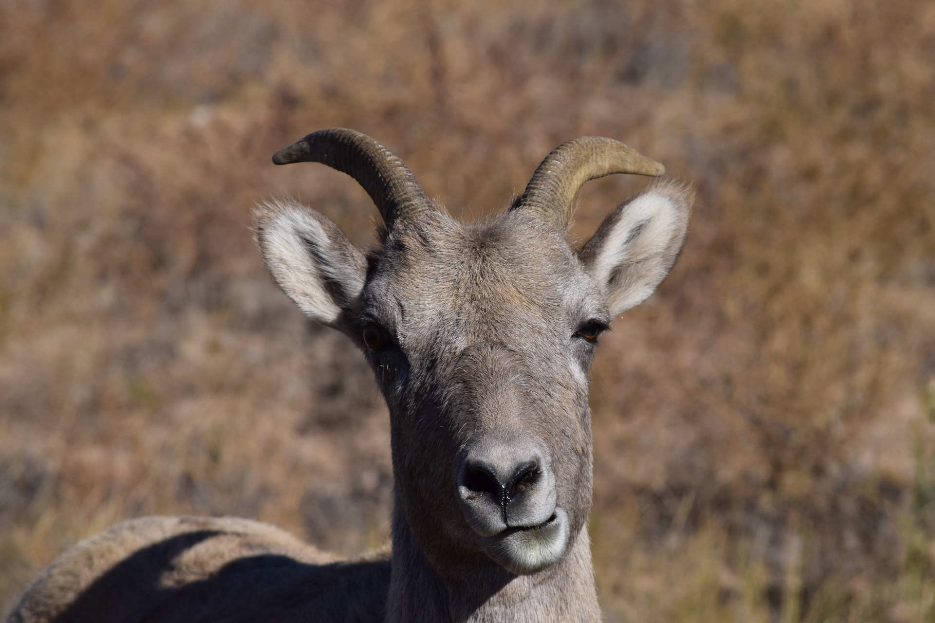National Bighorn Sheep Center & RV Camping Near Dubois 6 Close-up of a young bighorn sheep near Dubois, Wyoming